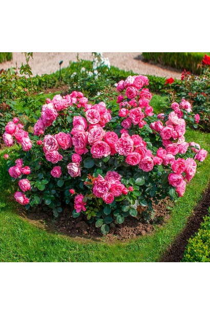 Троянда Леонардо да Вінчі кущ